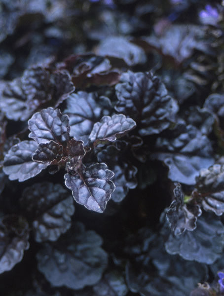 Ajuga_reptans_black_scallop.jpg