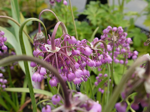 Allium_cernuum.jpg