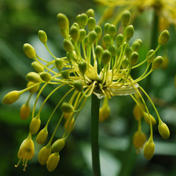 Allium_flavum.jpg