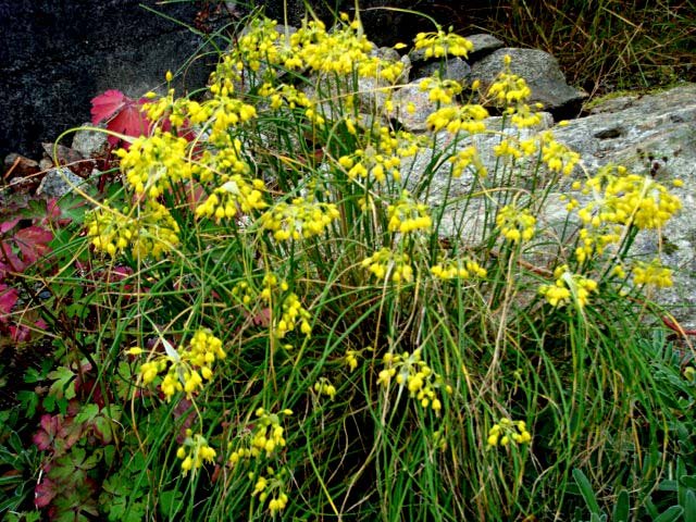 Allium_flavum_2.jpg