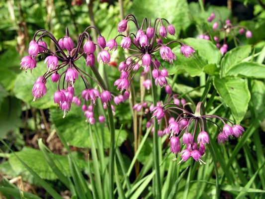 Allium_macranthum.jpg