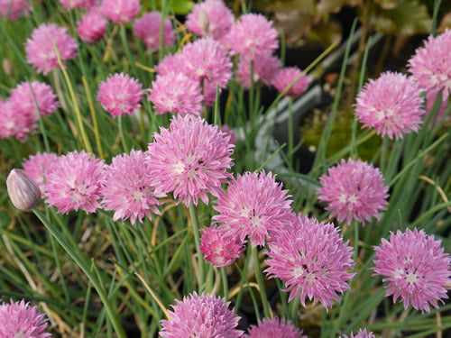 Allium_schoenoprasum_jolly_lolly.jpg