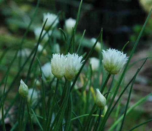 Allium_schoenoprasum_silver_chimes.jpg