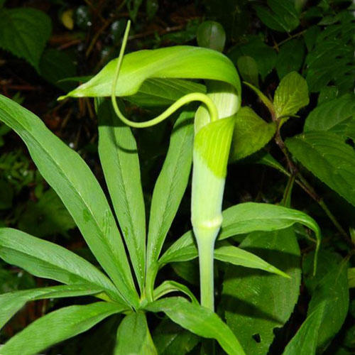 /Arisaema_tortuosum.jpg