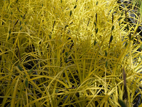 Carex_elata_aurea.jpg