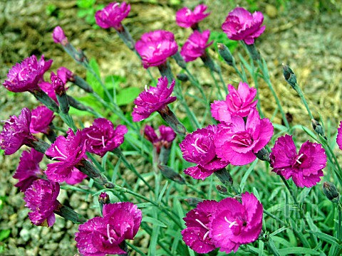 Dianthus_warden_hybrid.jpg