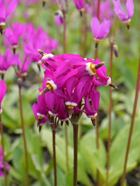 Dodecatheon_pauciflorum_red_wings.jpg