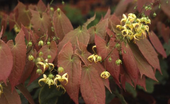 Epimedium_franchetii_brimstone_butterfly.jpg
