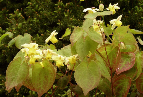 Epimedium_x_versicolor_sulphureum.jpg