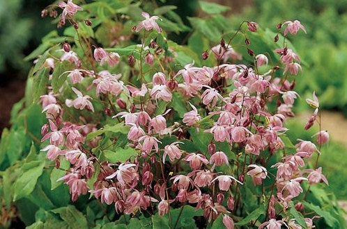 Epimedium_youngianum_roseum.jpg