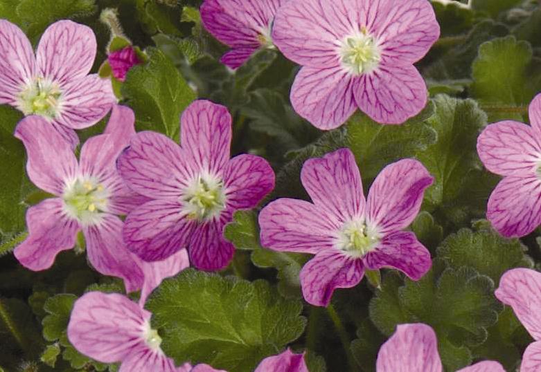Erodium x variabile 'William Bishop'
