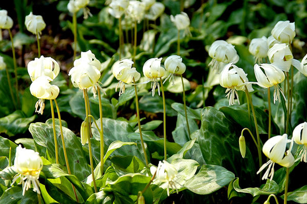 Erythronium_californicum_White_Beauty.jpg