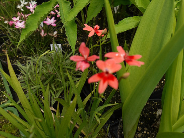 Freesia_laxa_(anometheca_laxa).jpg