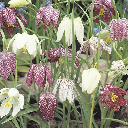 Fritillaria meleagris