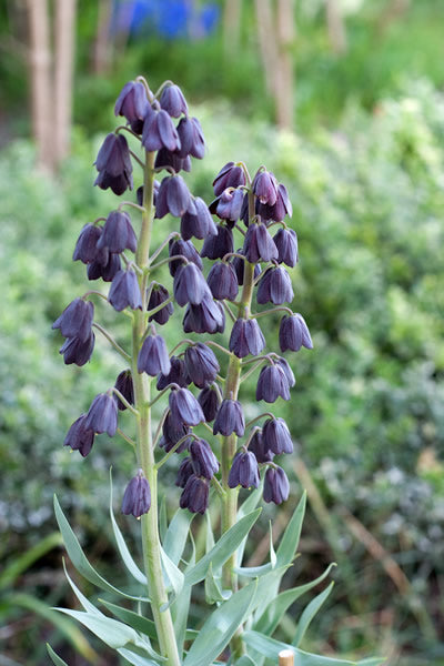 Fritillaria_persica.jpg