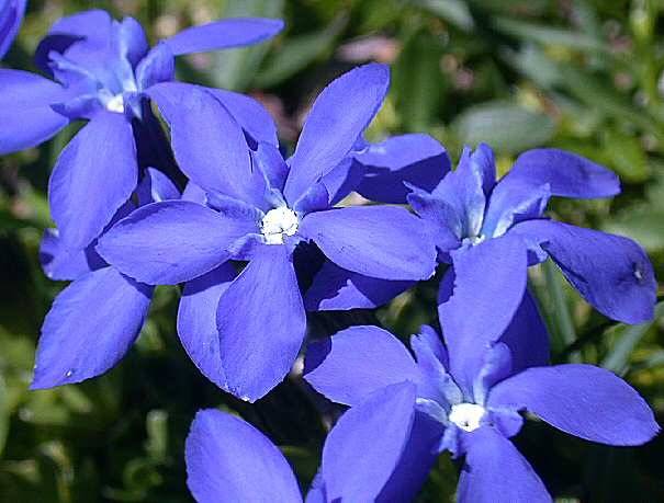 Gentiana_verna.jpg