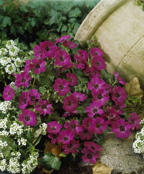 Geranium_cinereum_memories_eu17467.jpg