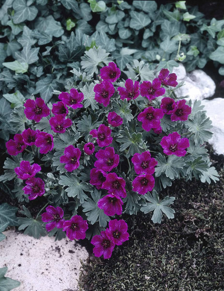 Geranium_cinereum_purple_pillow.jpg