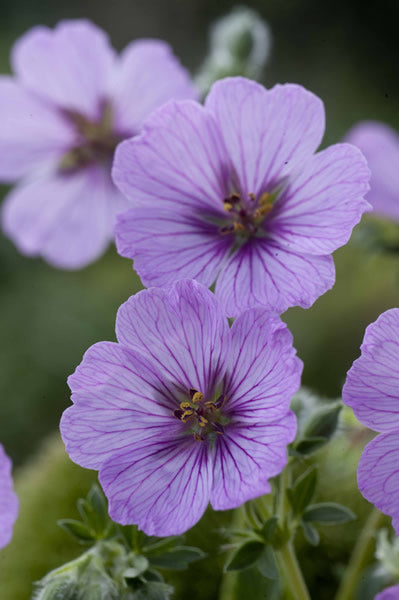 Geranium_cinereum_sophie.jpg
