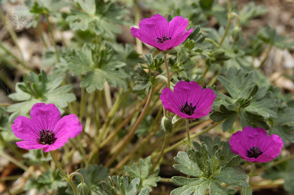 Geranium_cinereum_subcaulescens.jpg