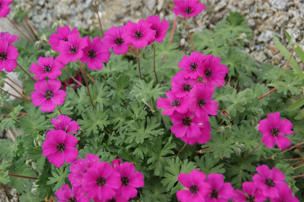 Geranium_cinereum_subcaulescens_2.jpg