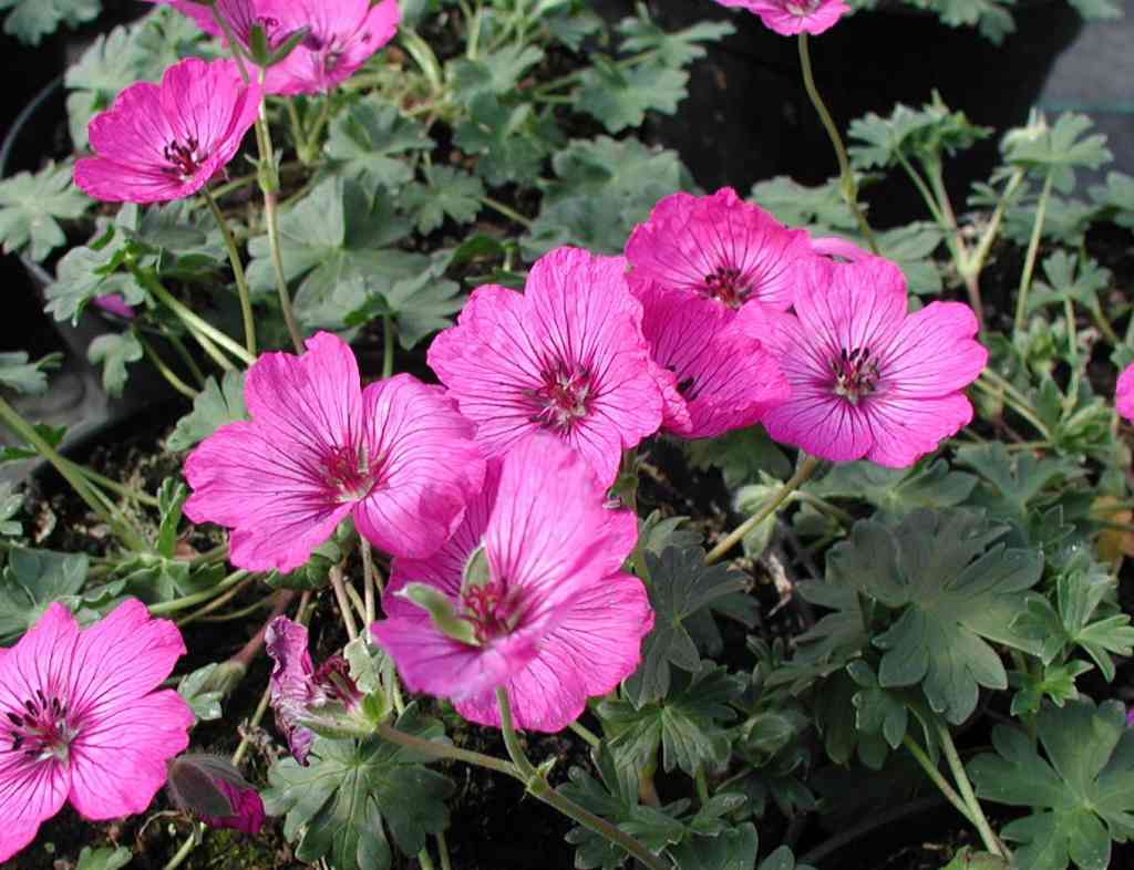 Geranium_cinereum_x_carol.jpg