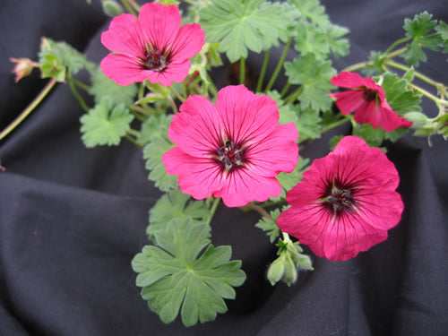 Geranium_x_cinereum_melody.jpg