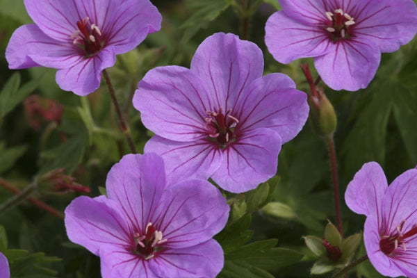 Geranium_dilys.jpg