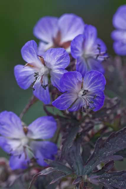 Geranium_pratense_purple_heron.jpg