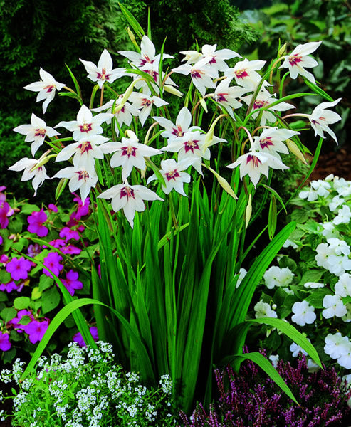 Gladiolus_murielae_(acidanthra_murielae).jpg