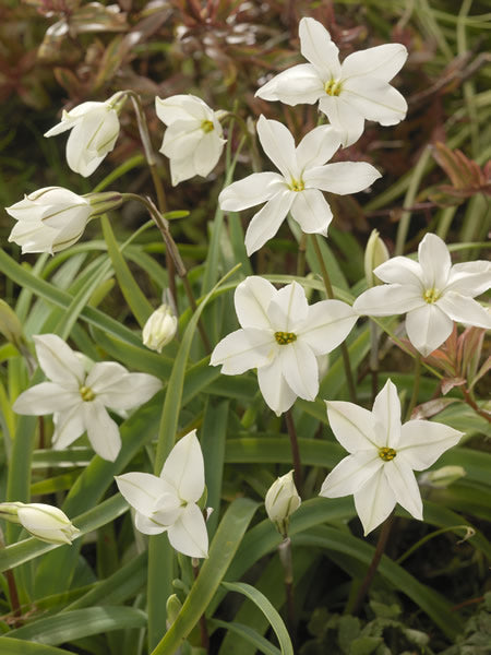 Ipheion_uniflorum_alberto_castillo.jpg