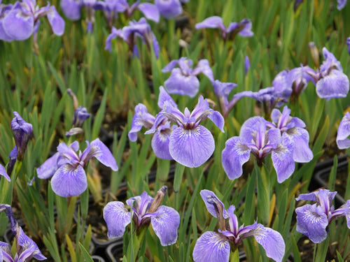 Iris_setosa_baby_blue.jpg