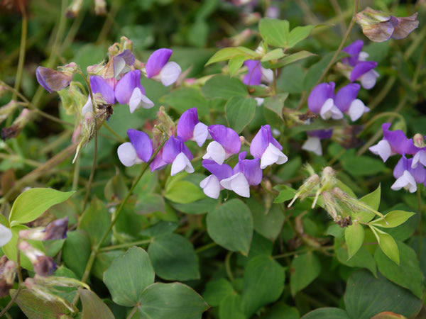 Lathyrus_laxiflorus.jpg