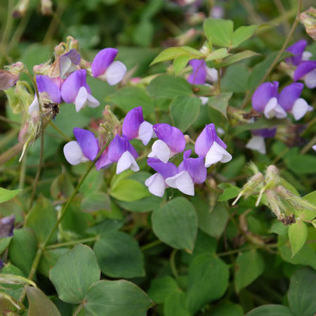 Lathyrus_laxiflorus.jpg