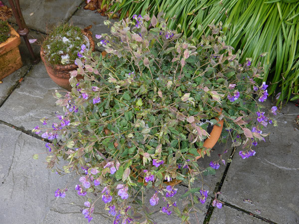 Lathyrus_laxiflorus_2.jpg