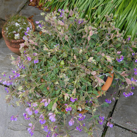Lathyrus_laxiflorus_2.jpg
