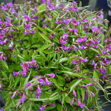 Lathyrus_vernus_rainbow.jpg