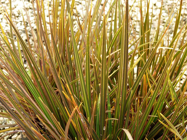 Libertia_ixioides_taupo_blaze.jpg