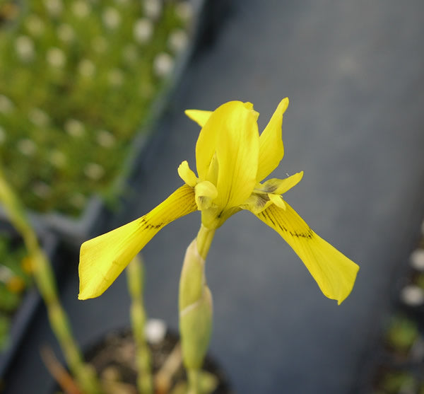 /Moraea_huttonii.jpg