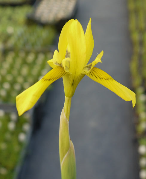 /Moraea_huttonii_2.jpg