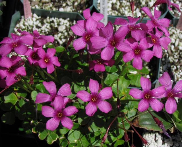 /Oxalis_brasiliensis.jpg