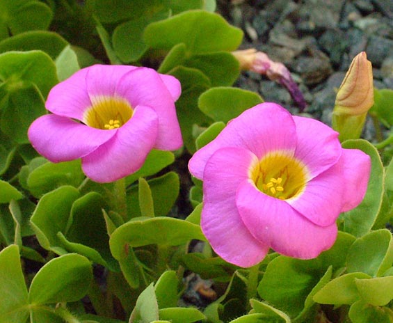 Oxalis_depressa_oinops.jpg