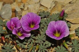 /Oxalis_enneaphylla_rosea.png