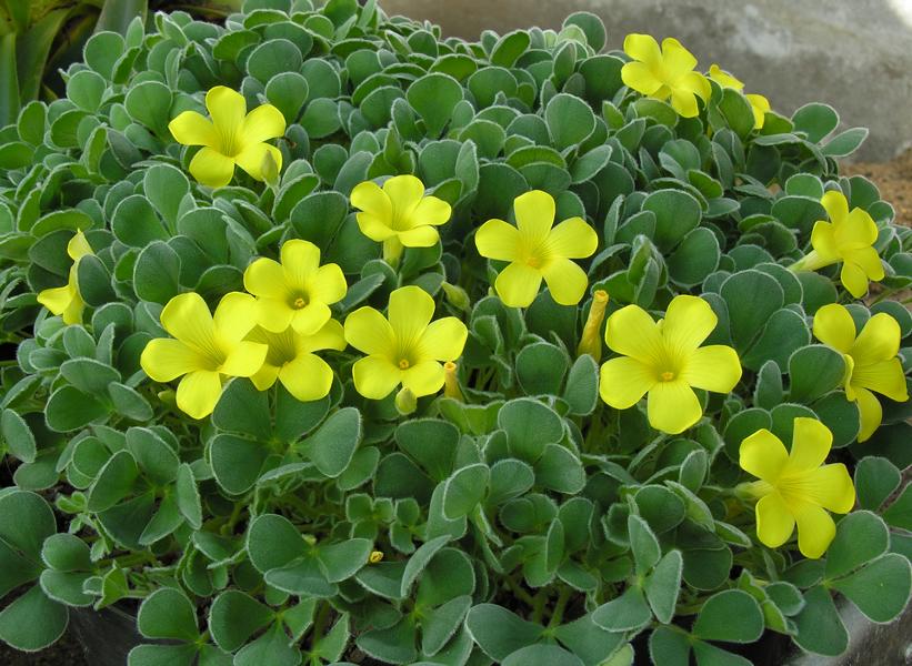 Oxalis_purpurea_ken_aslet.jpg