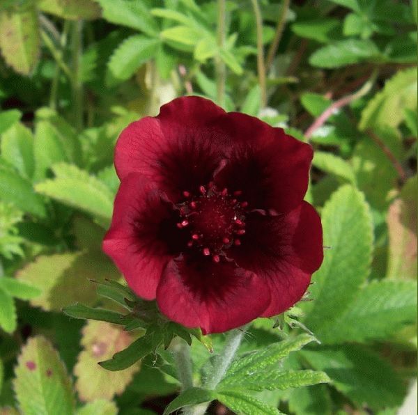 Potentilla_thuberi_monarchs_velvet.jpg