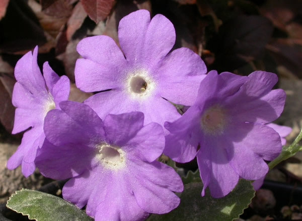 Primula_marginata _kesselring's_variety.jpg