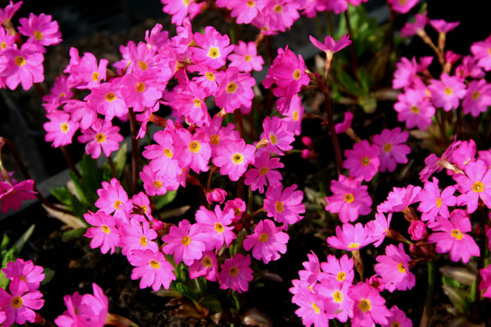 Primula_rosea_grandiflora.jpg