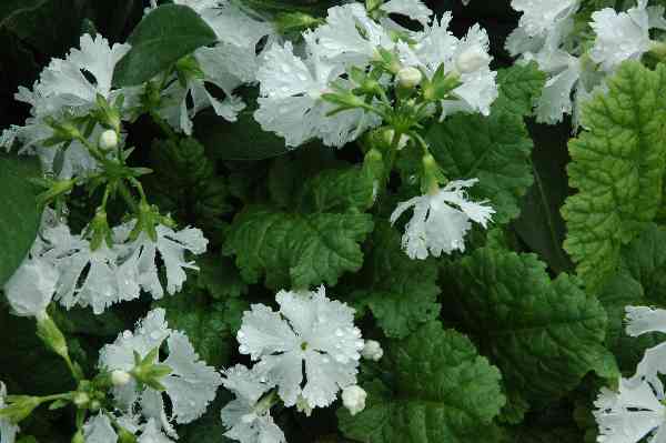 Primula_sieboldii_white_buttons.jpg