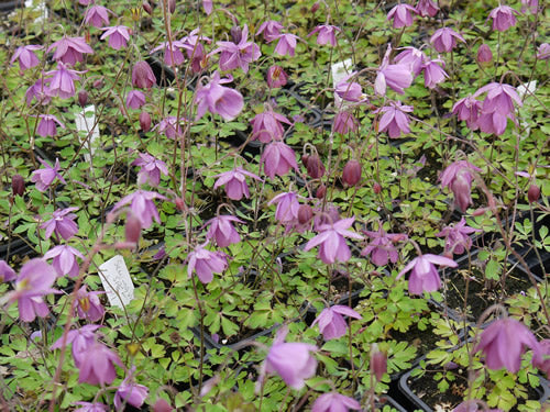 Semi-aquilegia_adoxioides_sugar_plum_fairy.jpg
