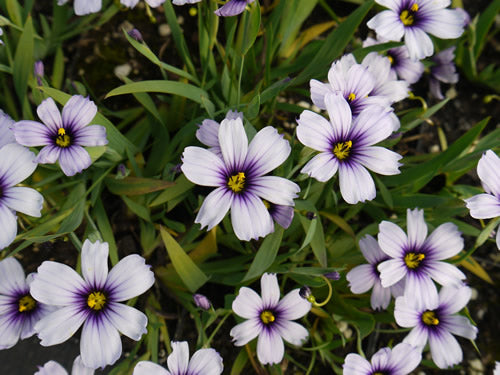 Sisyrinchium_dragons_eye.jpg